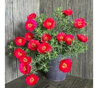 Semi di portulaca - esotici Portulaca grandiflora - biologici semi di esotiche di campo resistenti da giardino resistenti 200pcs