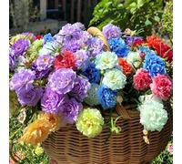 semi di portulaca giardino semi esotici balcone giardino 800pcs