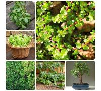 Semi di portulaca - invernali per giardino di aromatiche giardino sul balcone selvatiche semi aromatiche da cucina copertura del terreno medicinali 2000pcs