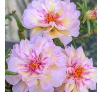 Semi di portulaca, le da giardino roccioso sono resistenti Portulaca grandiflora, le sono resistenti rustiche per balconi 500pcs
