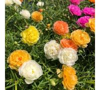 Semi di portulaca - le sono resistenti Portulaca grandiflora - resistenti per il giardino da giardino resistenti rare rustiche 1000pcs