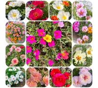 Semi di portulaca - le sono resistenti Portulaca grandiflora - semi di d'appartamento esotici Le tappezzanti sono resistenti 500pcs