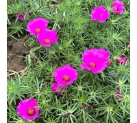 Semi di portulaca - Le tappezzanti sono resistenti Portulaca grandiflora - all'esterno di campo resistenti rustiche per balconi 250pcs