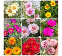 Semi di portulaca, Le tappezzanti sono resistenti Portulaca grandiflora, semi di d'appartamento rustiche per balconi esotici 100pcs