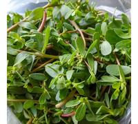 semi di portulaca, orto biologico in vaso da appartamento esotiche di vecchie varietà Aiule rialzate per il giardino resistenti in vaso decorazione rara 500pcs