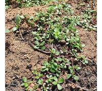 semi di portulaca perenne resistente - vecchie varietà, fresche, biologici, 400pcs