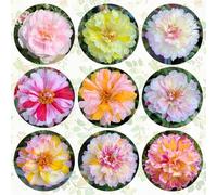 semi di portulaca - Portulaca grandiflora - balcone biologici resistenti perenni serra 500pcs