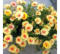 semi di portulaca - Portulaca grandiflora - decorazione giardino esterni balcone biologici resistenti 500pcs