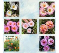 semi di portulaca - Portulaca grandiflora - esotiche giardino balcone serra perenni resistenti 250pcs