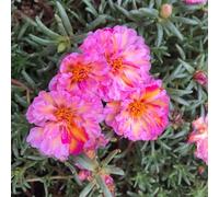 semi di portulaca - Portulaca grandiflora - estremamente resistenti decorazione giardino esterni 1000pcs