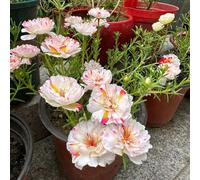 semi di portulaca - Portulaca grandiflora - resistenti biologici balcone perenni 300pcs