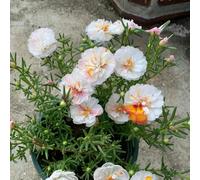 semi di portulaca - Portulaca grandiflora - resistenti vecchie varietà aiuola rialzata balcone perenni 200pcs