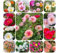 Semi di portulaca, resistenti all'esterno Portulaca grandiflora, le sono resistenti le da giardino roccioso sono resistenti 300pcs