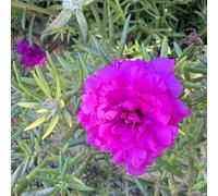 Semi di portulaca, resistenti all'esterno Portulaca grandiflora, semi biologici da giardino resistenti rustiche per balconi 200pcs