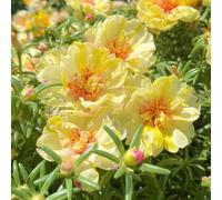 Semi di portulaca - resistenti all'esterno Portulaca grandiflora - semi di da giardino resistenti rustiche per balconi da balcone 500pcs