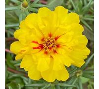Semi di Portulaca - resistenti per giardini rocciosi semi di selvatici serre da balcone per luoghi soleggiati resistenti come bomboniera raro 300pcs