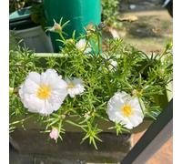Semi di portulaca, resistenti per il giardino Portulaca grandiflora, semi da giardino, biologici da balcone esotici 300pcs