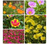 Semi di portulaca, rosasemi muschio, rustiche per balconi Portulaca grandiflora, resistenti per il giardino perenne Le da giardino 600pcs
