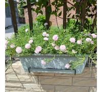 semi di portulaca rose muschio - vecchie varietà rupestri balcone selvatici giardino in pieno sole amanti dell'ombra 300pcs