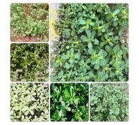 semi di portulaca, selvatiche, resistenti per la in vaso serre balcone rare giardino d'appartamento 800pcs