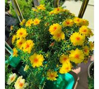 Semi di Portulaca - semi di come bomboniera estivi resistenti per giardini rocciosi farfalle per giardinieri esotico resistenti 300pcs