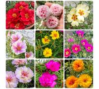 Semi di portulaca - semi di Portulaca grandiflora - biologici resistenti per il giardino rustiche per balconi le da giardino 150pcs
