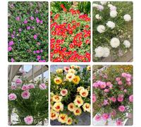 semi di portulaca serre balcone d'appartamento esotiche giardino roccioso giardino varietà antiche biologiche balcone arredamento del soggiorno 1200pcs