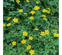 Semi di Potassio - per i luoghi soleggiati raro esotico balcone per giardinieri selvatiche verdi, copertura del terreno resistenti 400pcs