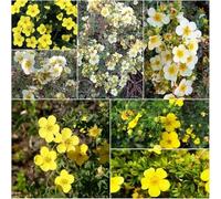 Semi di potentilla facile coltivazione resistenti per il giardino medicinali esotici per esterno seto montagna 250pcs