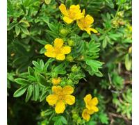 Semi di Potentilla, giardino roccioso raro d'appartamento, 80pcs