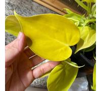 semi di pothos recisi in vaso raro giardino roccioso 80pcs