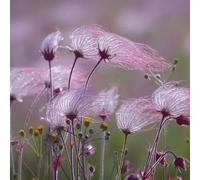 Semi di Prairie Smoke, semi selvatici estivi vecchie varietà rare decorazione da giardino per esterni regali per gli amanti del giardino copertura del 125pcs