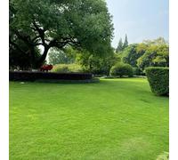 semi di prato, acquistare autunno a germinazione rapida, le da giardino roccioso sono resistenti autunnale 4000pcs