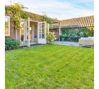 semi di prato, biologici Semi di Zoysia, sul balcone autunnali, da giardino acquistarere 10000pcs