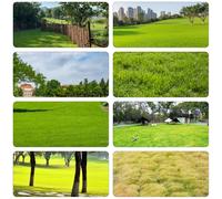 semi di prato decorazione ufficio verde giardino interni giardino semi di perenni resistenti medicinali verdi 8000pcs