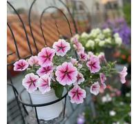 semi di prato esotici resistenti per giardino, balcone resistenti semi campana magica, Le perenne sono perenne 15pcs
