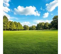 semi di prato, semi di invernale Semi di Zoysia, sul balcone semi di autunnale copertura del terreno, perenne Le da giardino 2000pcs