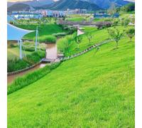 semi di prato, Semi di Zoysia, semi di invernale biologici Le da giardino sono perenni 3000pcs