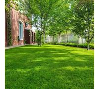 semi di prato, sul balcone Semi di Zoysia, semi di invernale regali per gli amanti del giardino biologici 4000pcs