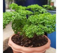 semi di prezzemolo giardino biologiche resistente interno, varietà antiche roccioso arredamento del 800pcs