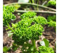 semi di prezzemolo, giardino, vecchi, rari, balcone, selvatiche 250pcs