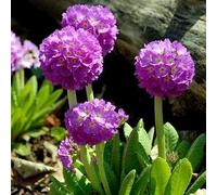 Semi di Primrose - Primula denticulata