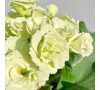 Semi di primula, copertura del terreno per luoghi soleggiati vecchie varietà da giardino roccioso resistenti esotiche decorazione da giardino per esterni 450pcs