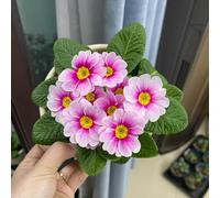 Semi di primula-da giardino-decorative in vaso resistenti-colorate Semi di-a crescita rapida in vaso resistenti 300pcs