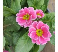 semi di primula da giardino del giardino roccioso da interno recisi Aiule rialzate per il in vaso sul balcone serre balcone, 800pcs