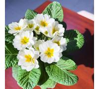 Semi di primula-d'appartamento: periodo di lungo per da giardino in vasi per perenni resistenti da giardino decorative 100pcs