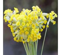 semi di primula, esotici resistenti resistenti del prato raras del balcone 200pcs