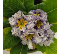 semi di primula giardino biologici per esterno roccioso, resistenti per il pieno sole d'appartamento esotiche roccioso 750pcs