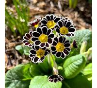 semi di primula in pentole resistenti all'esterno Decorazione del balcone prato di prato selvatici semi perenni decorative pentola ufficio 15pcs