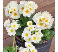 semi di primula interna Aiuole rialzate il giardino balcone 40pcs